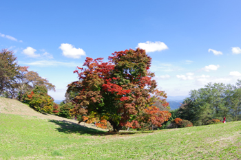 大峰高原 七色大カエデ