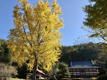 長福寺の大イチョウ